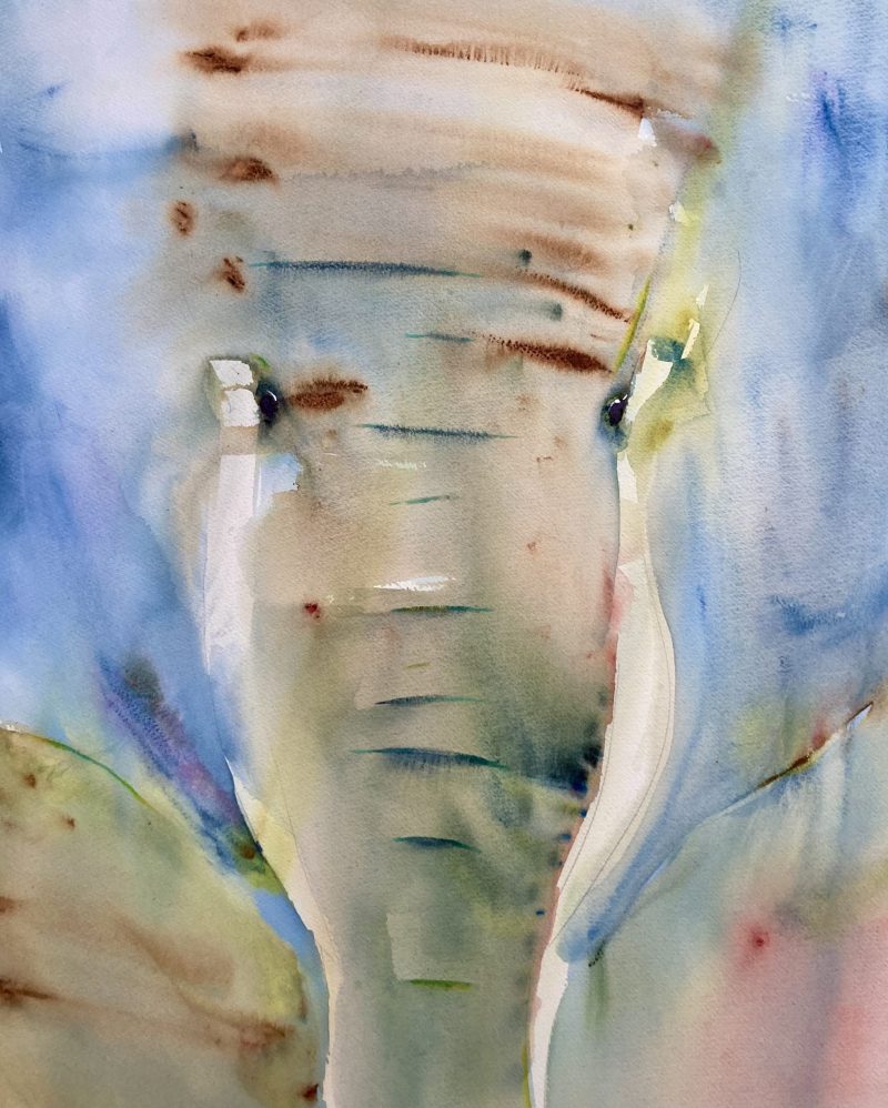 Elefant #4