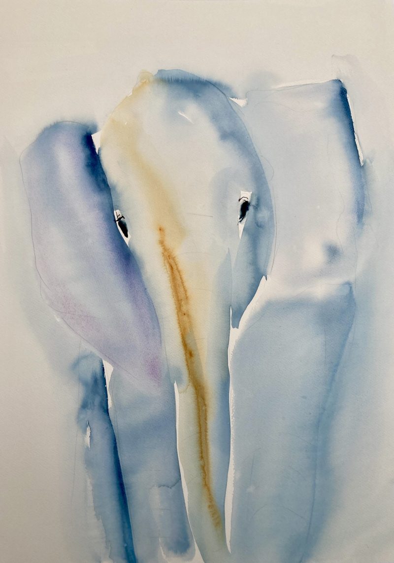 Baby elefant